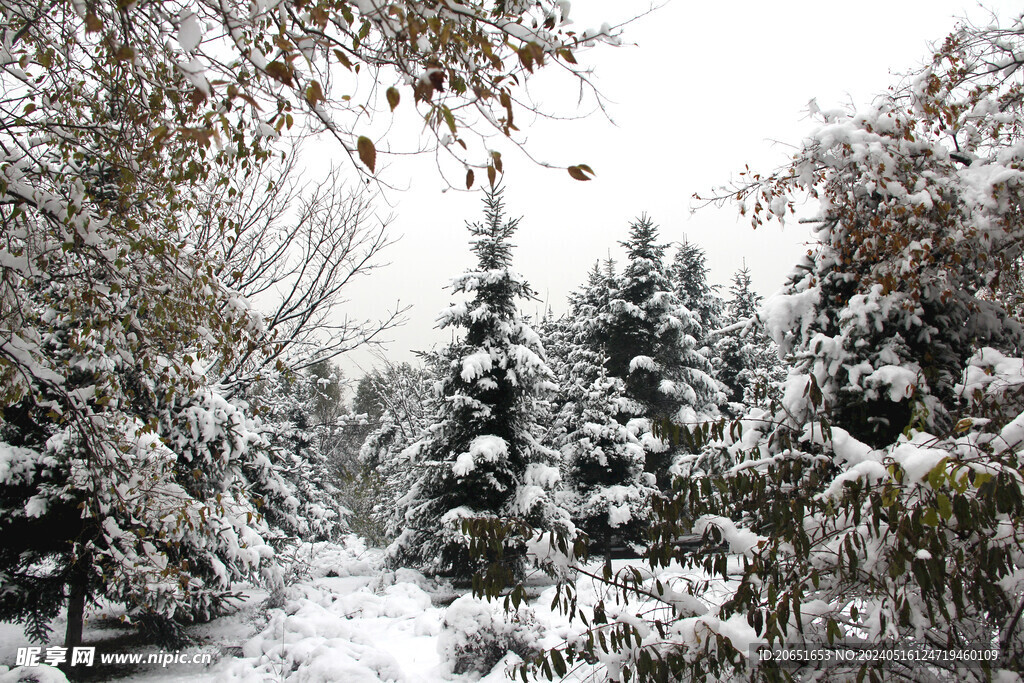 森林雪景