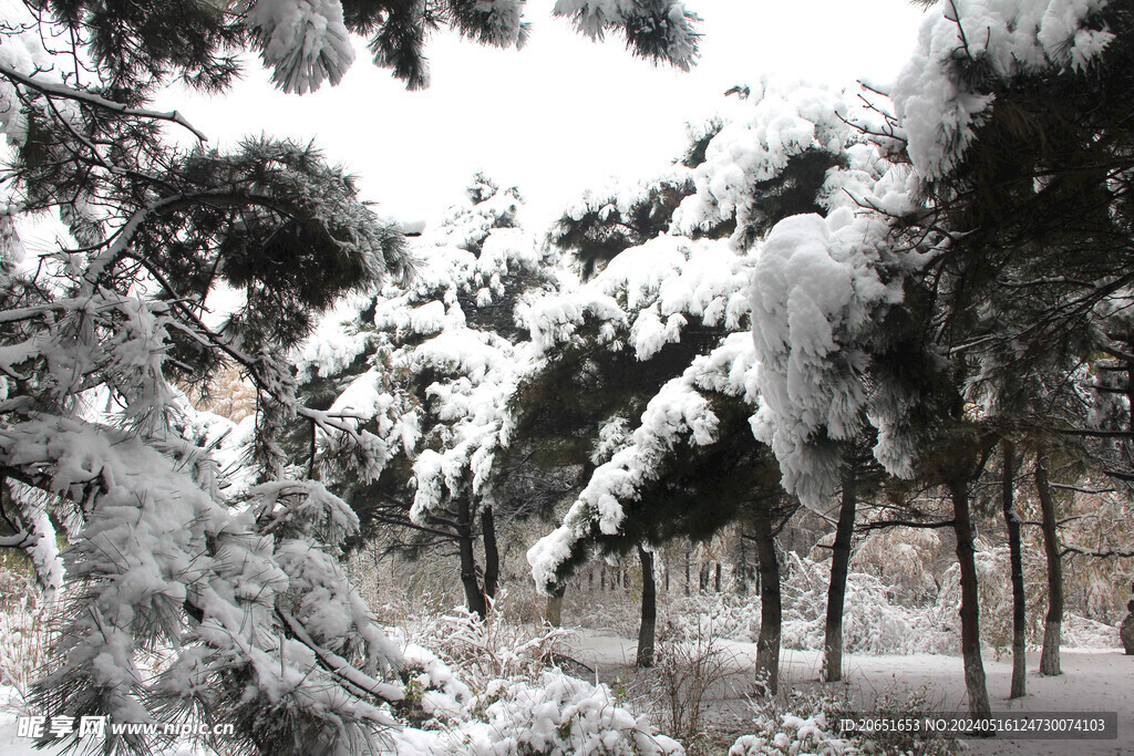 树林雪景