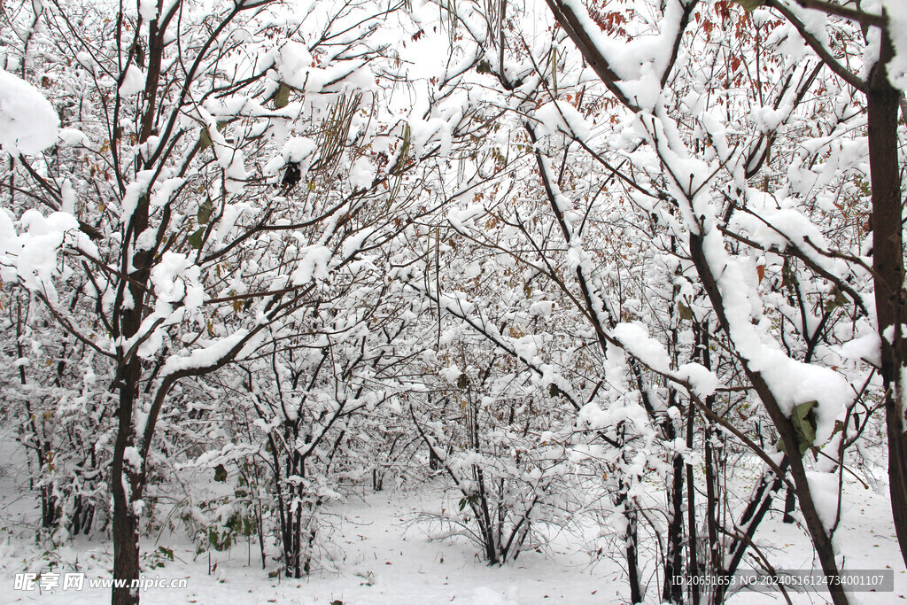 树林雪景