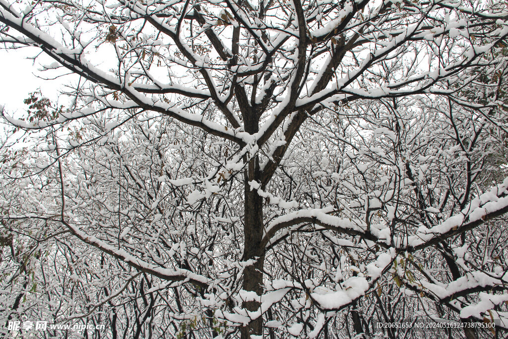 雪景