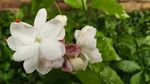 茉莉花