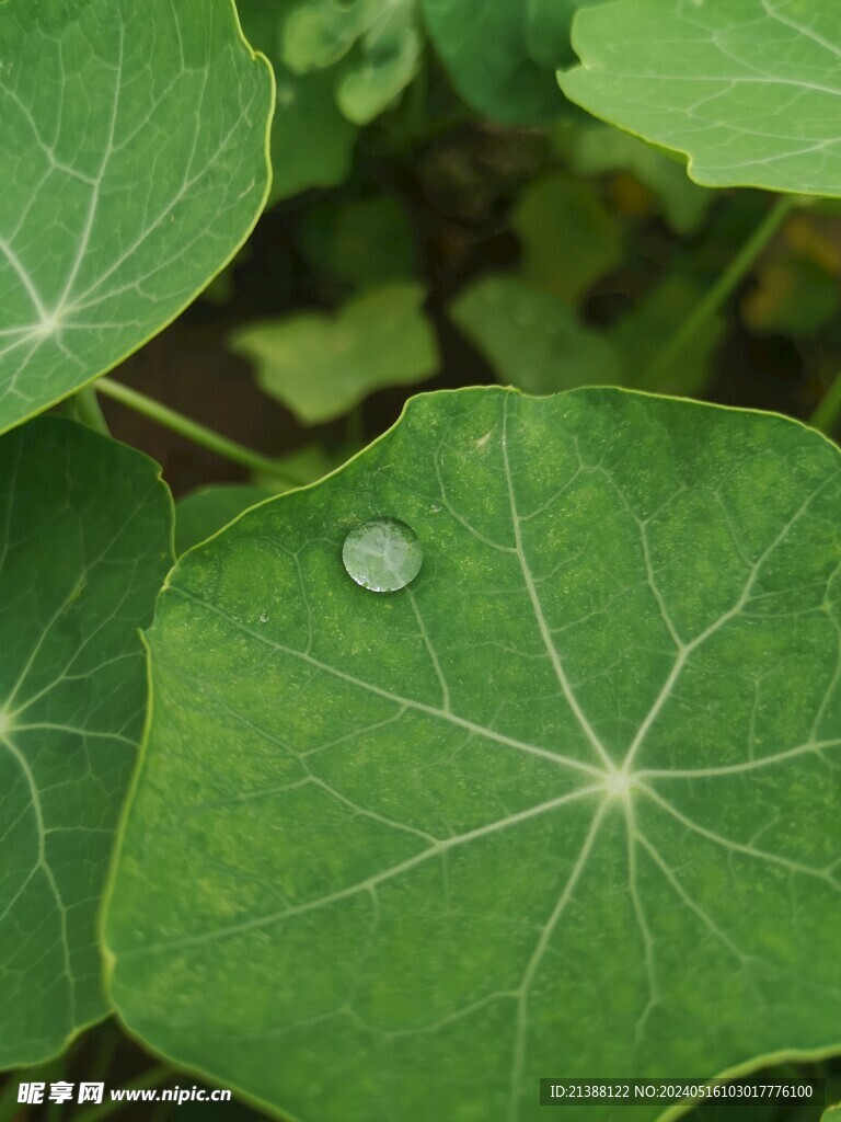 荷叶上的露珠旱莲花