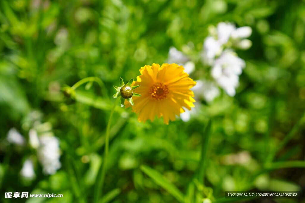 金鸡菊