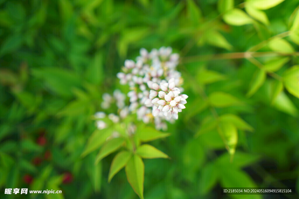 植物叶子花