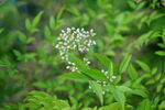 植物叶子花