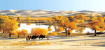 沙漠胡杨骆驼风景图片