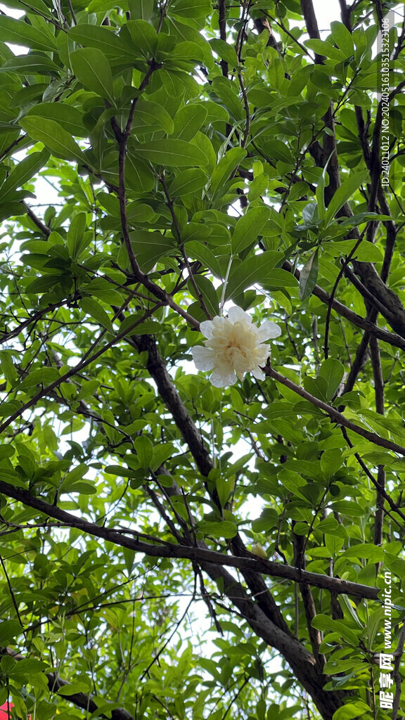 白色石榴花