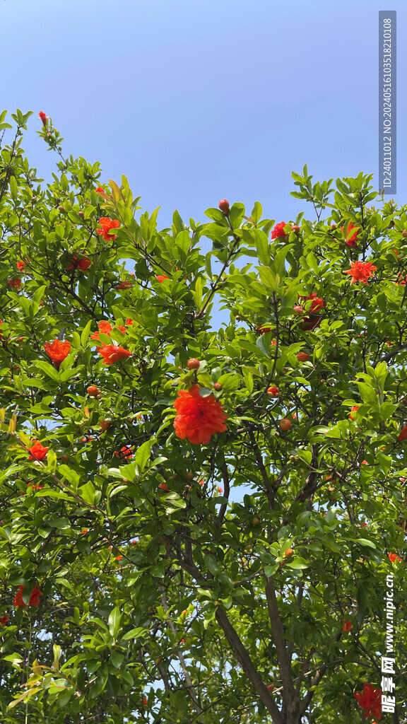 石榴花开了