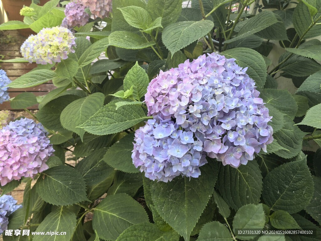 紫色八仙花