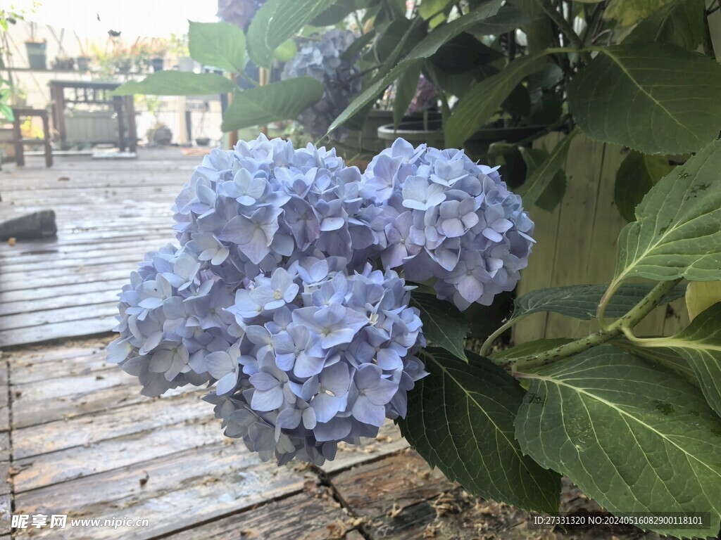 蓝色八仙花
