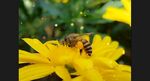 蜜蜂采蜜小黄花田园生活视频