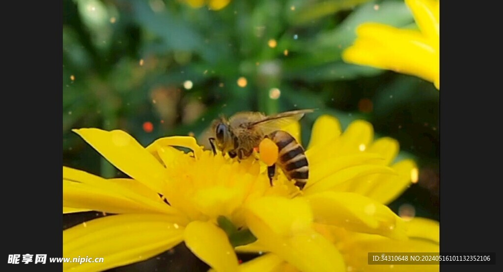 蜜蜂采蜜小黄花田园生活视频
