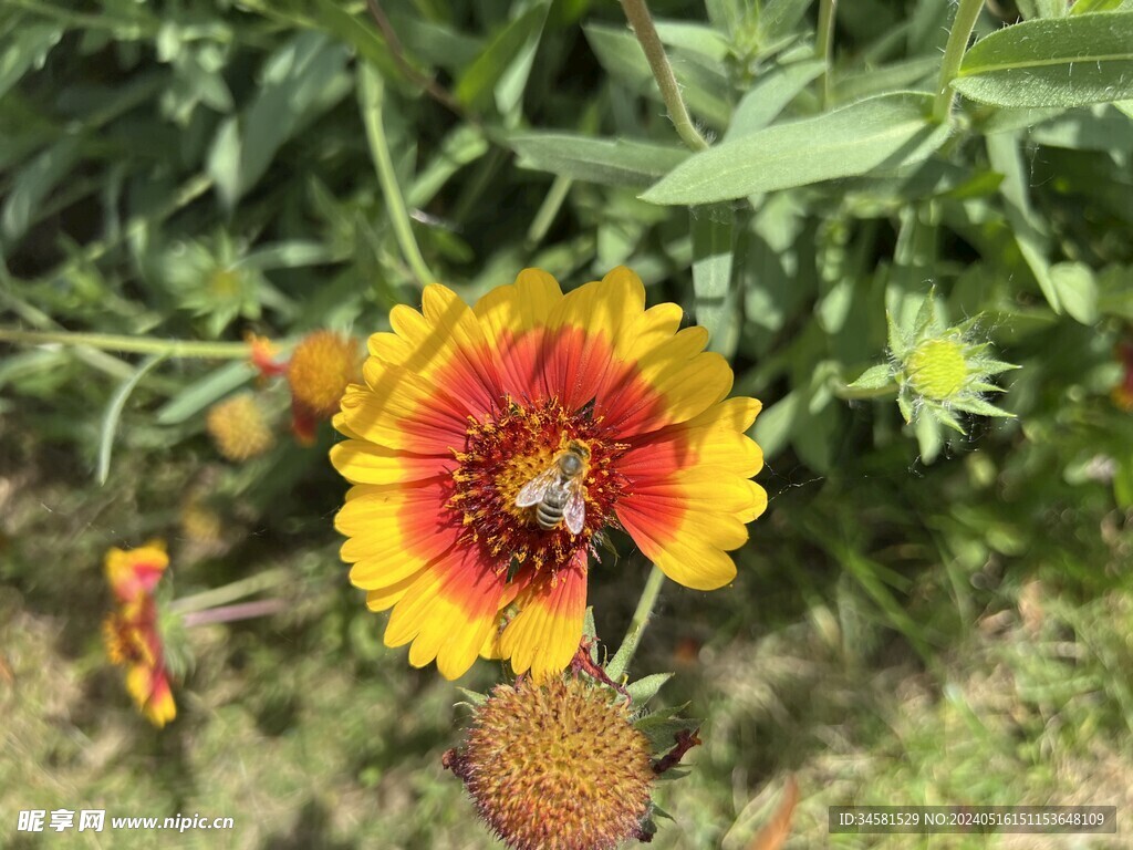 蜜蜂与花