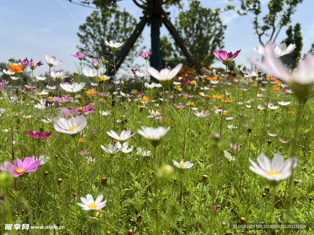 格桑花开