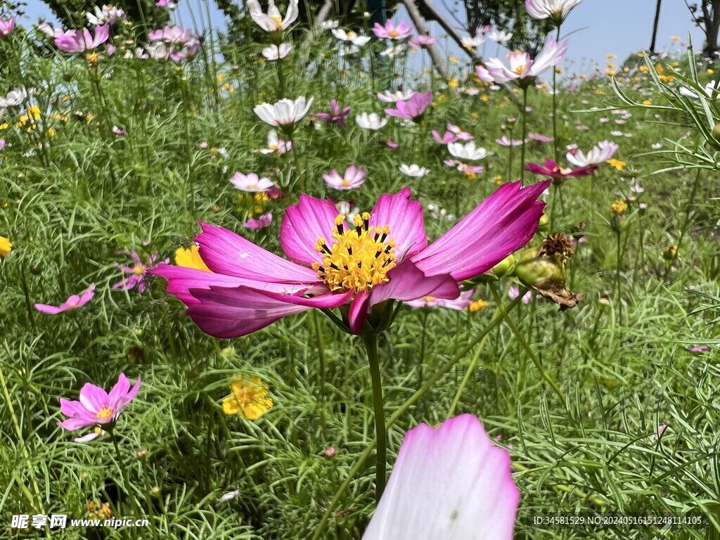 格桑花