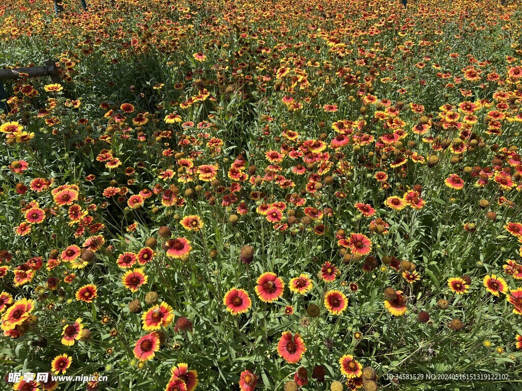 格桑花开