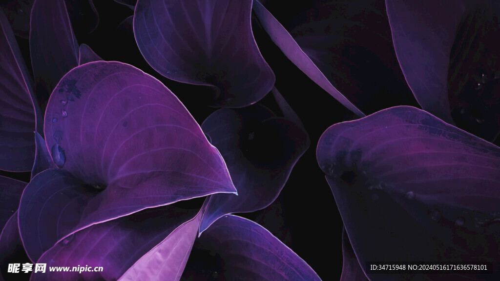 紫色叶子特写