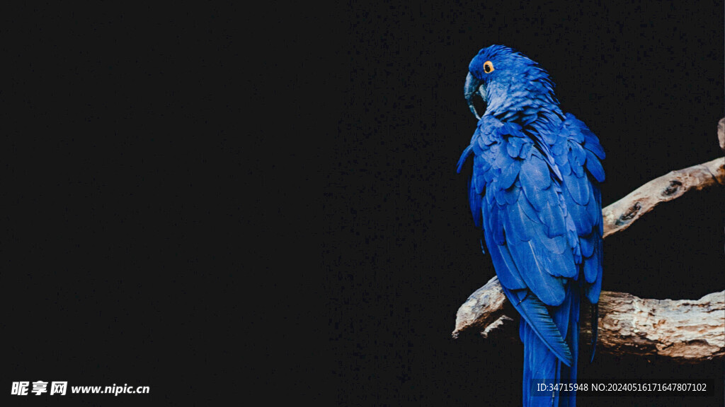 枝头上的蓝色鹦鹉