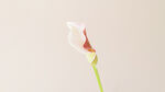 一朵白色的小花