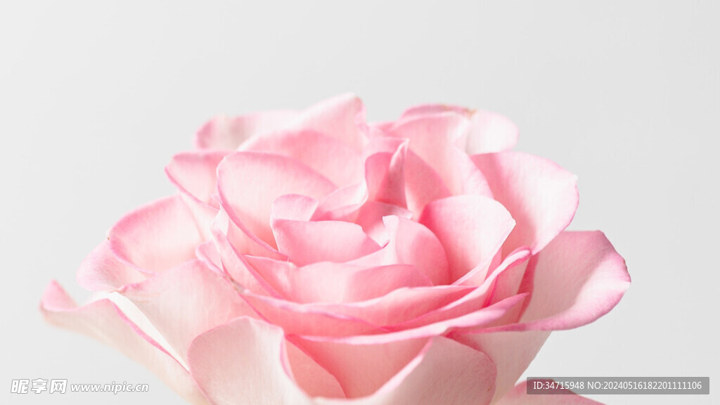白粉色玫瑰特写