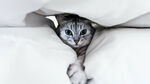 被窝里的小猫