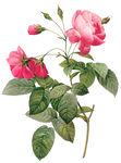 花卉素材