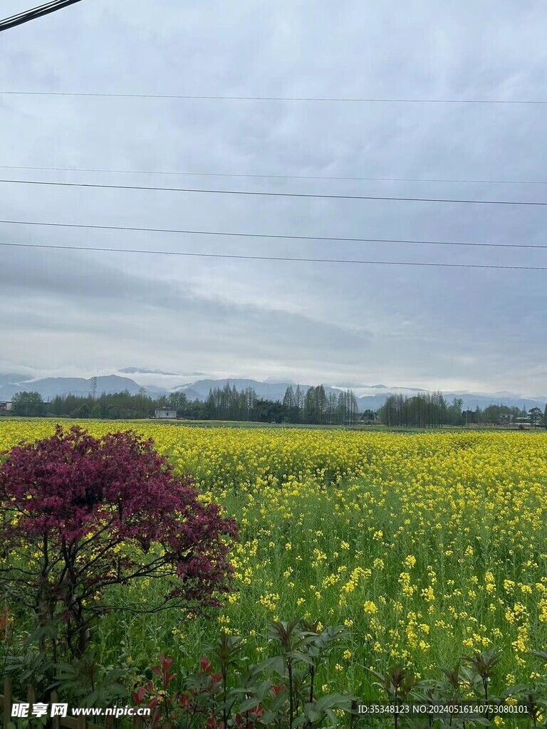 油菜花