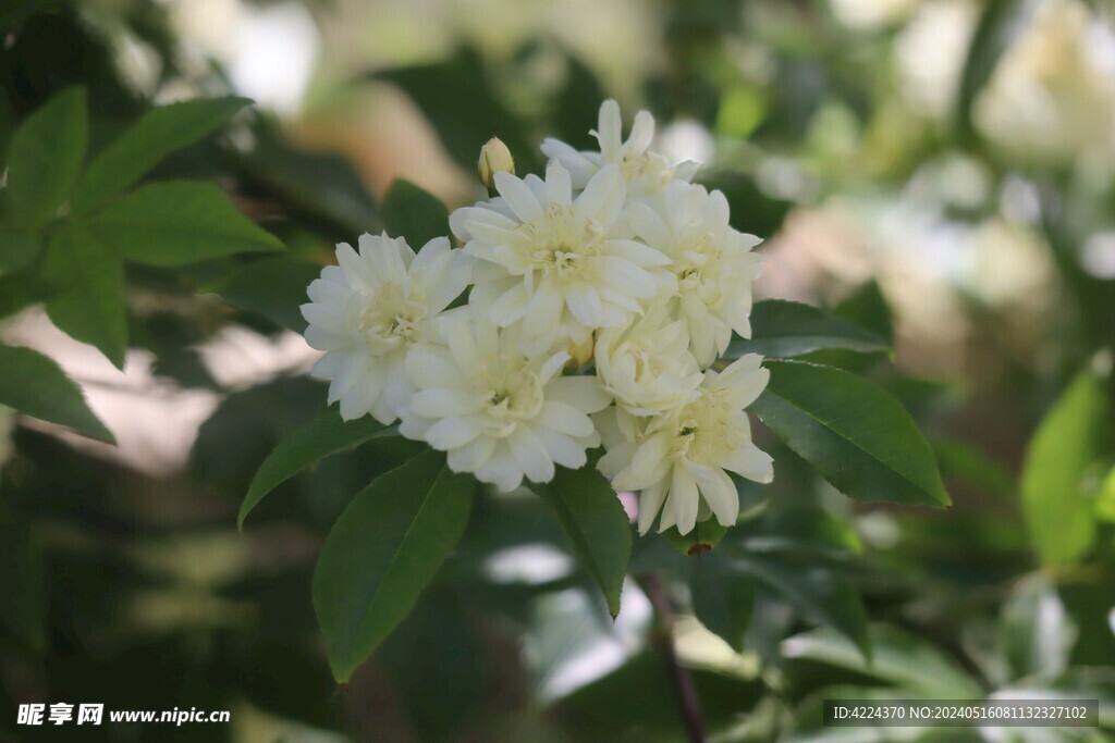 木香花