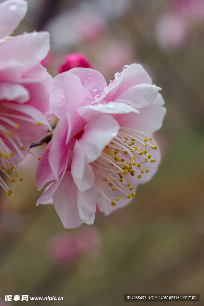 梅花