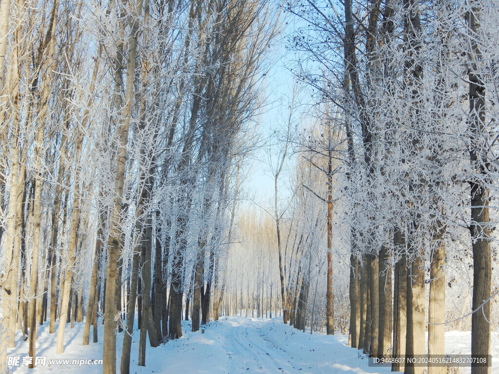 雪景