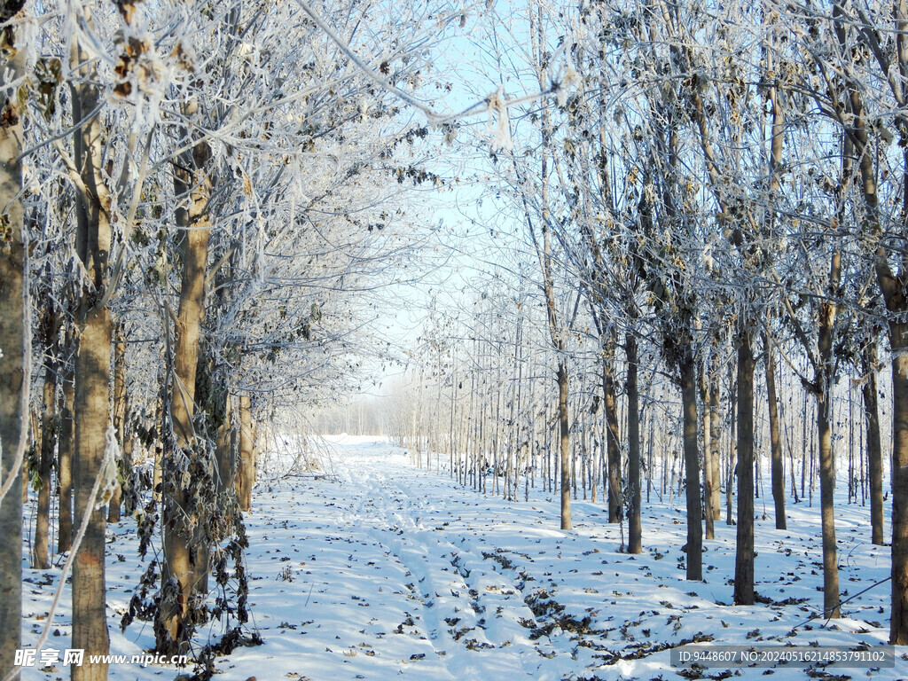 雪景