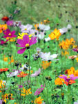 格桑花