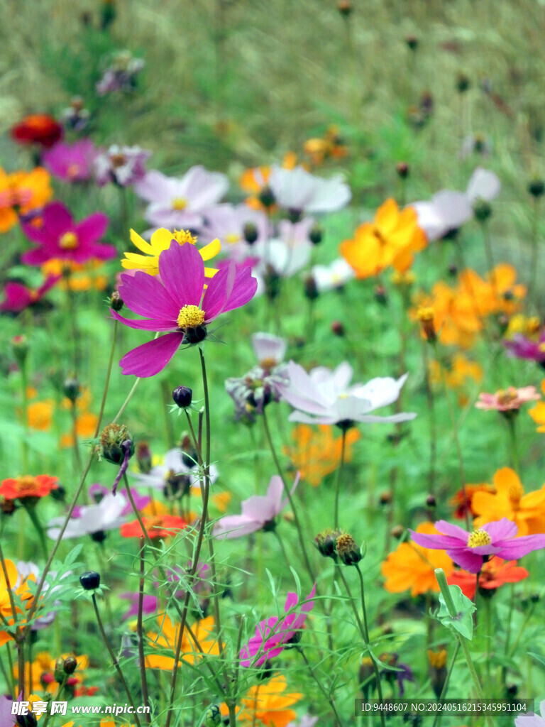 格桑花