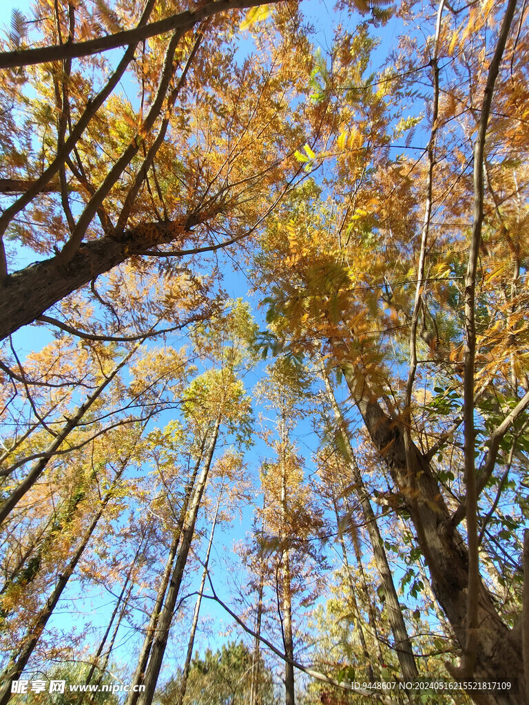 秋景