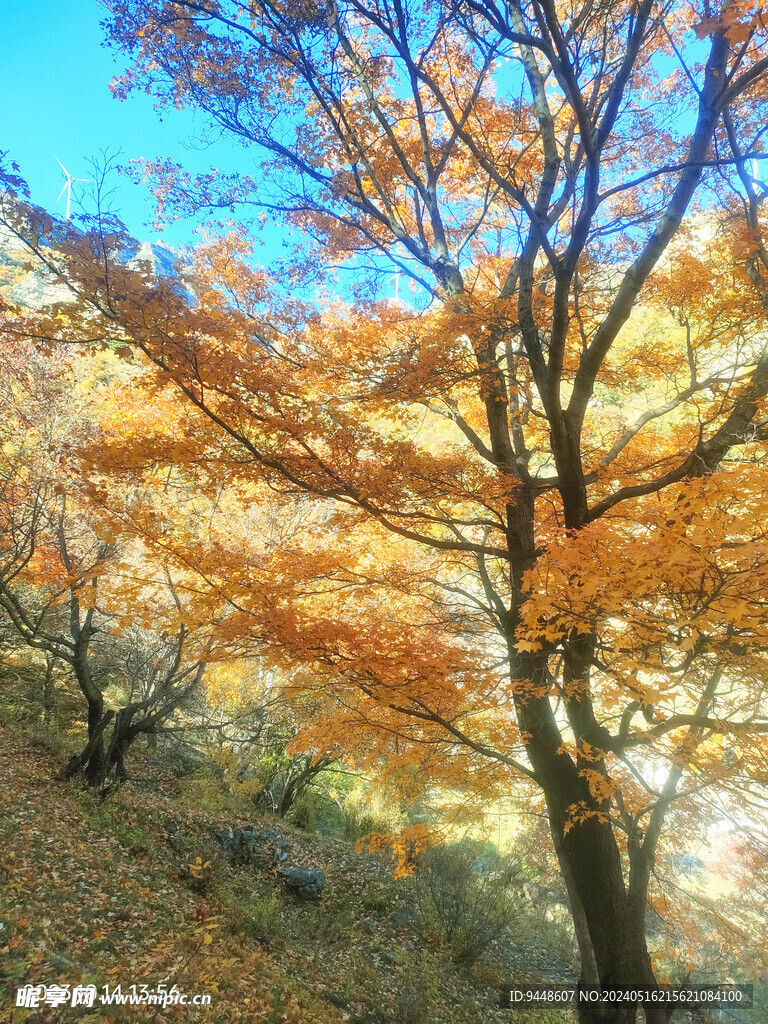 秋景
