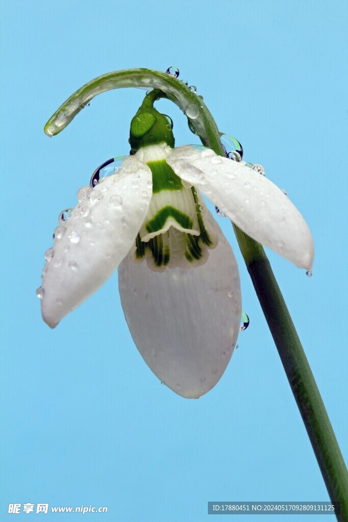 夏雪片莲