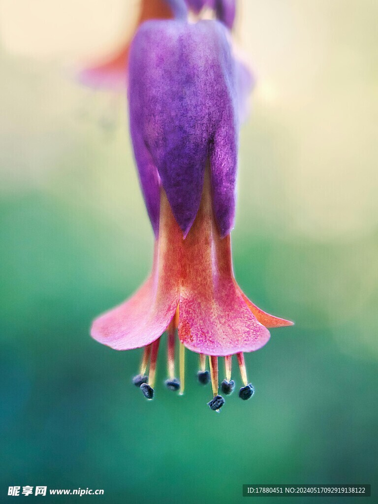 倒挂金钟