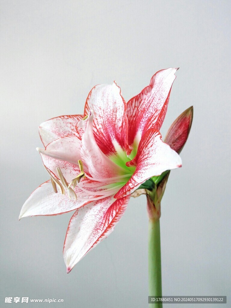 朱顶红