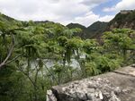 山水绿树