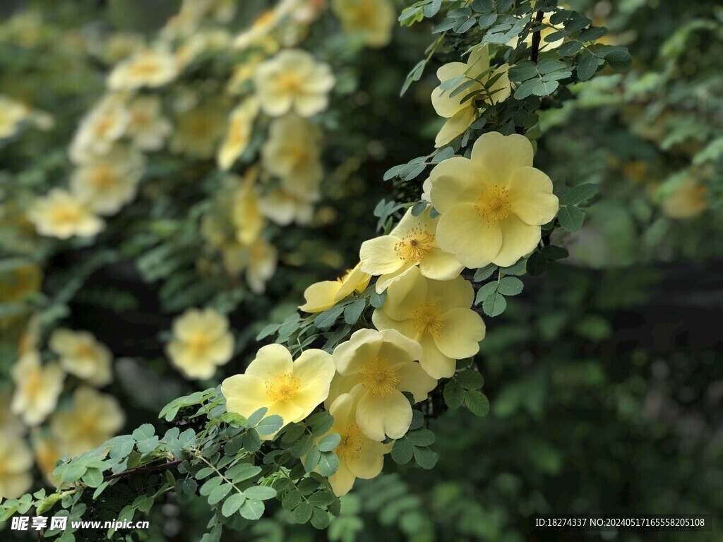 小黄花黄刺玫