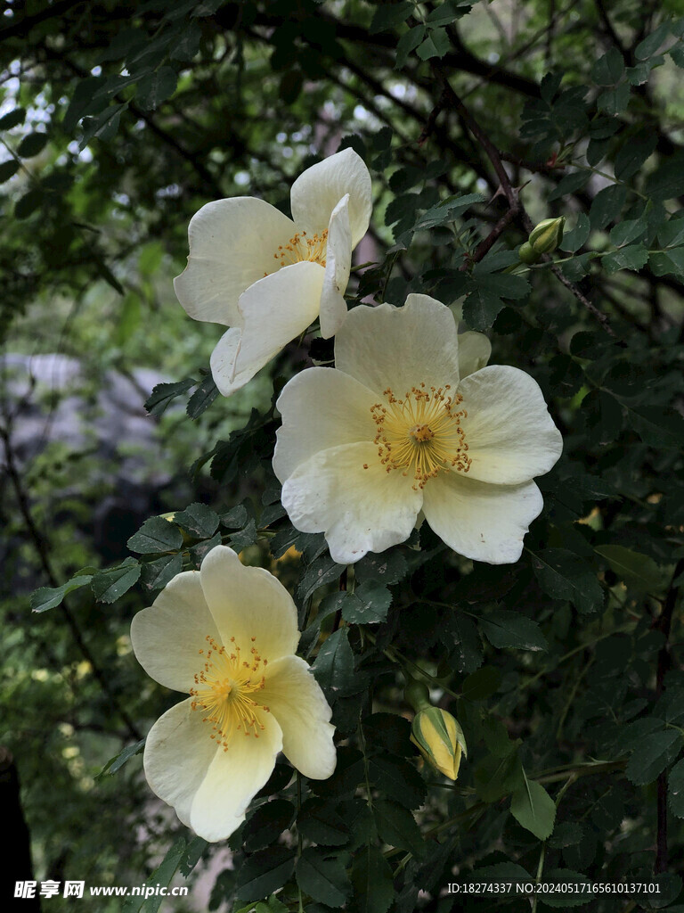 三朵黄蔷薇