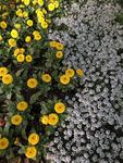 黄白小花
