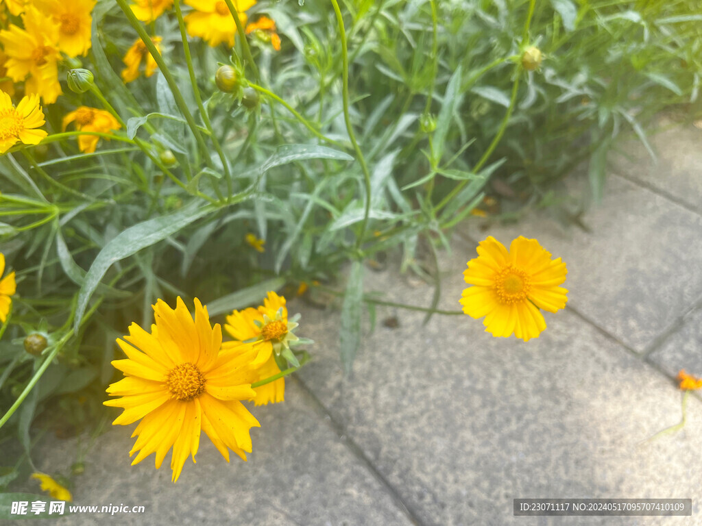 金鸡菊花