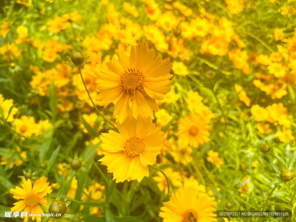 金鸡菊花 