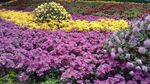 菊花花圃