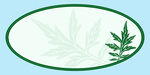  植物边框 