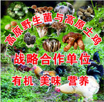 野生菌