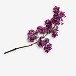 丁香花png  