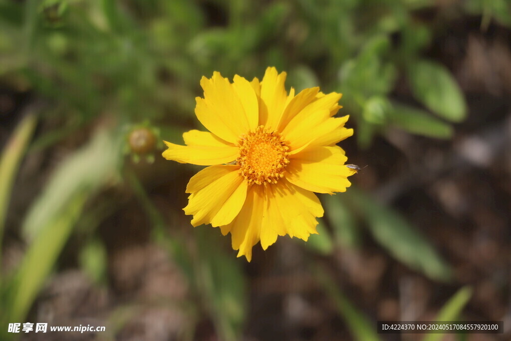 金鸡菊 