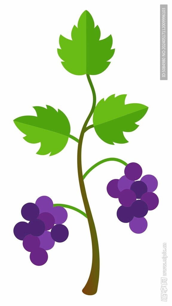 葡萄平面插图
